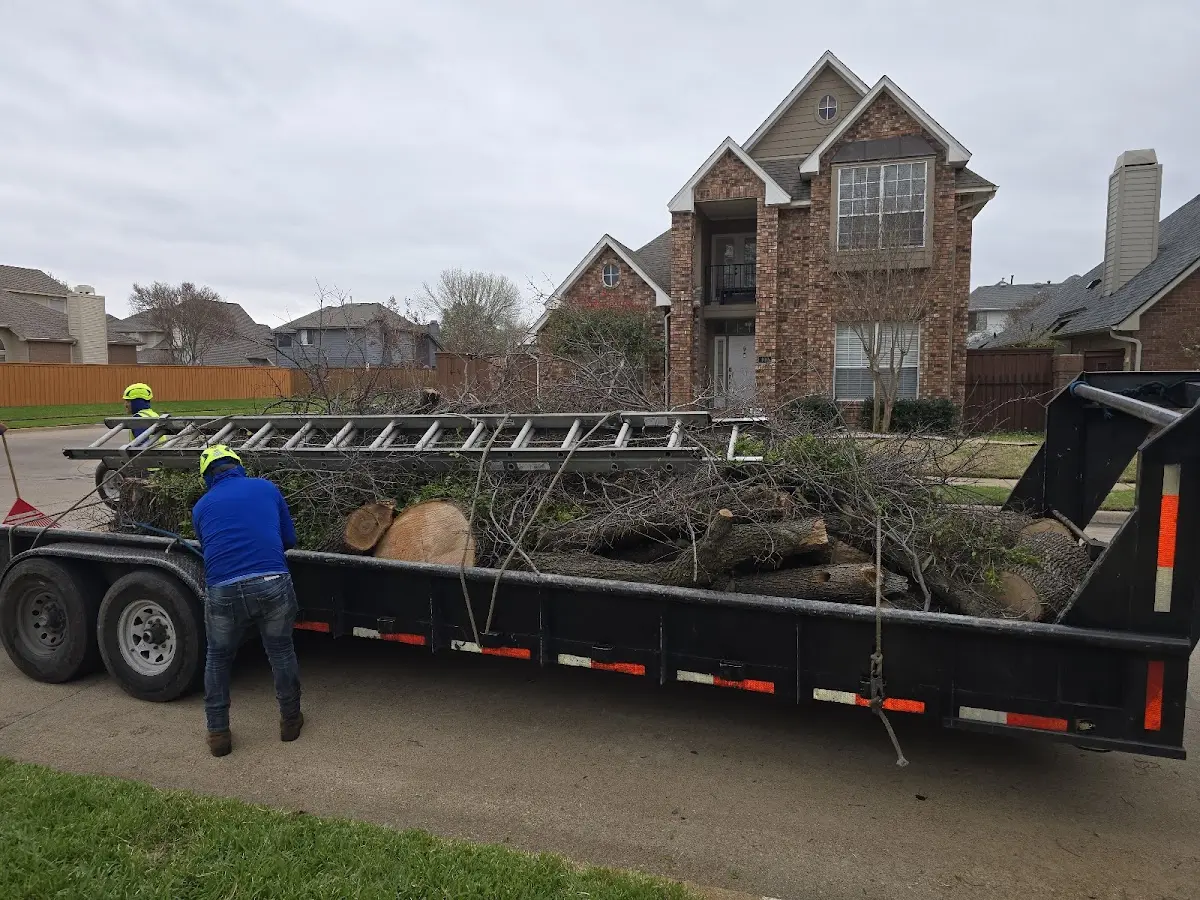 Expert Tree Pest Control with proper safety equipment in Otis